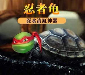 忍者龟乌龟深水龟(深水潜水艇),放鱼缸养能吃鱼粪便保持水质