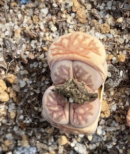 菊纹章母本双头带种夹生石花屁股多肉植物