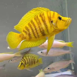 2条黄金坦克,黄金虎鱼,三湖虎鱼 无乱纹 坦湖 橙虎 黄金虎