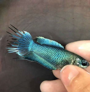 【国斗鱼抱卵】国斗鱼抱卵品牌,价格 - 阿里巴巴