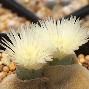 宝辉玉,园艺珠,实生3年尺寸1.4cm,图一母本开花图不出售