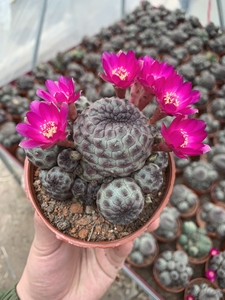 自家基地甩卖,斌少园艺仙人球,进口红丽丸稀缺带根无刺,又名