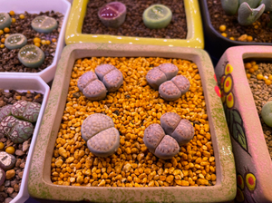 生石花 c217 c216 1621.6 福来玉bingga