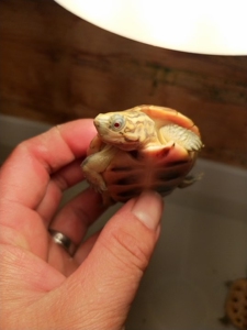 黄化虎纹草龟精品黄化虎纹,粗头纹,灯下红眼,肉色高