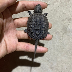 鳄龟,背夹4～5公分,太凶猛了,喜欢彪悍的快点把它带走