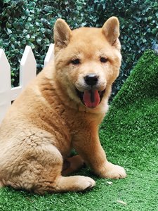 中华田园犬广西钦州土猎犬土狗赶山犬猎狗看家犬大黄狗草狗花舌头