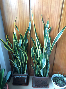 金边令箭虎皮兰.两盆.本地自取.品相如图自观.