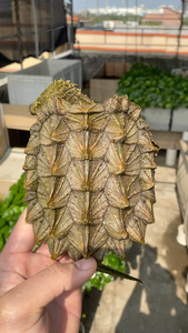 极品白金拉丝质感大鳄,黄金大鳄龟,3比3,胡子有一根磨损一点