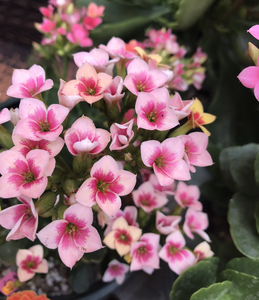 长寿花单瓣珍珠