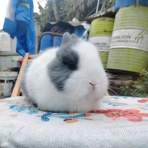 血统灰白道奇侏儒兔,性别弟弟,大脸小耳朵,品相很好,成年在两
