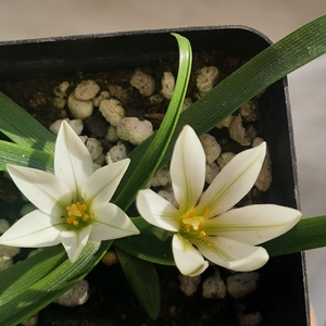 无柄花韭 种球现货上15元/颗 下5元/颗