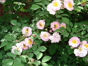 野生蔷薇无刺爬藤植物.6棵.开花如图.生命力顽强.想开花要等