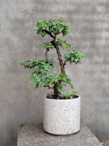 西洋常春藤,老桩盆景.盆面上高49厘米冠幅约35厘米,主杆粗