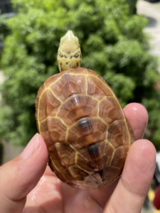 【黄化虎纹草龟】黄化虎纹草龟品牌,价格 - 阿里巴巴