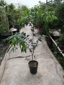 巨红钻嘉宝果苗