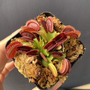 烈焰捕蝇草,一物一拍,带分株,满68包邮