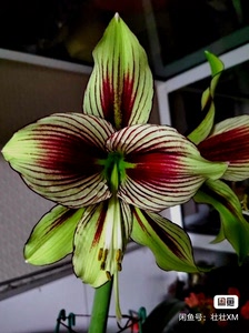 凤蝶朱顶红,原生品种