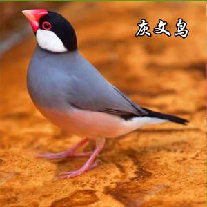 白珍珠鸟母