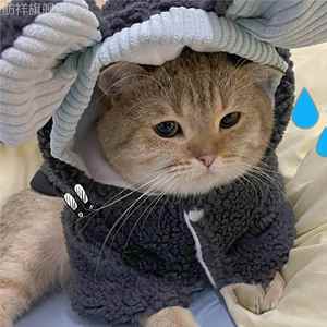 猫咪衣服冬装保暖狗狗布偶英短小猫宠物加厚可爱搞笑防掉毛四脚衣