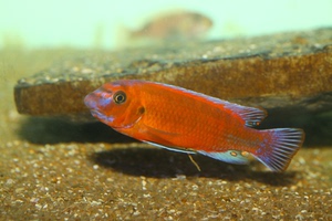 三湖慈鲷马拉维湖 鱼苗 观赏鱼1人付款45