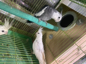 出售玄凤鹦鹉 黑牛公 一年多了公鸟 有卡 母鸟卡