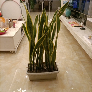 金边虎皮令剑 家养 经典虎皮令箭