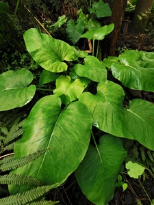 荞麦大百合 心叶百合 又名大叶百合,山菠萝根,乔麦叶贝母