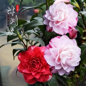 【顺丰包邮】原生日本进口津川娇稀有名贵品种茶花树苗花卉盆栽室