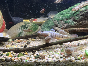 10只发色白面虾虎鱼29元8只772只备损原生鱼冷水鱼