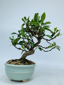 日本进口一寸法师栀子花矮霸大树造型小品微型桌面盆景