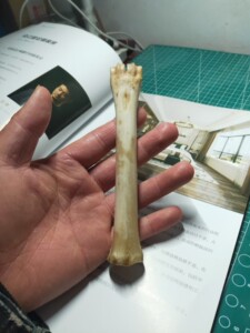 梅花鹿小腿骨,鹿骨棒