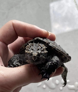 美国最最最最顶级原种极品黑佛鳄龟 纯佛  全品无瑕疵 非大鳄