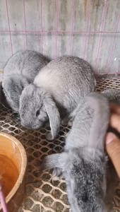纯种白色公羊兔 灰色公羊兔 青紫兰公羊兔颜色不一样 大小不一