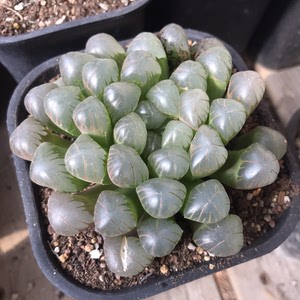 潘氏冰灯玉露 一物一拍 冠幅9cm 植物特殊性 拍下不退不换