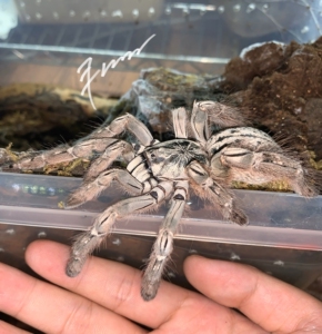 多哥星团巴布蜘蛛 1-4cm幼体