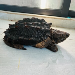 已出 超级弓背大鳄龟 有点意思 大鳄3 :3 超大弓背