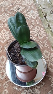 【君子兰开黄花】君子兰开黄花品牌,价格 - 阿里巴巴