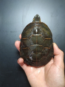 杂锦龟,东西杂红腹小母指甲有磨损背甲有一个腐甲老伤尾巴全10