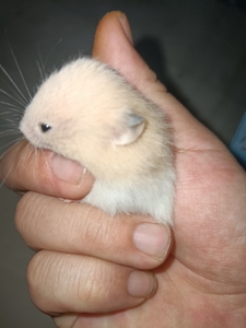 金丝熊 米熊  白腰米熊 金丝熊