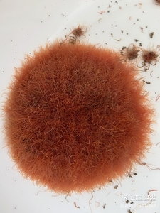 红线虫 水蚯蚓 红线蛇 线虫 线蛇丝虫观赏鱼饲料鲜活鱼食