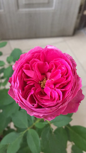 梅子布丁,灌木丰花月季,春秋玫红色,夏季紫红,完美包子型,浓