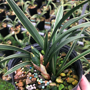 矮种金边大富贵