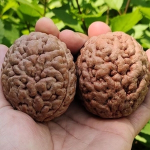 印尼三瓣金刚 脑纹大金刚 文玩核桃狮子头手球 摆件手把件