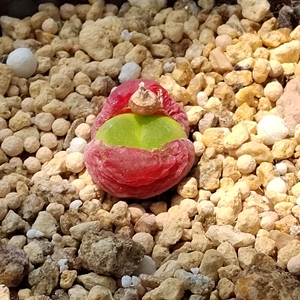 拉登肉锥,超毛,宝辉玉,y400,方碗,吕红,1802.83