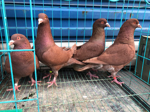 鸽子,观赏鸽,红卡奴,种鸽!不错啊,大体鸽子!一对200