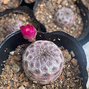 宝山属仙人球日本红丽丸仙人球自根带萝卜腿根仙人球