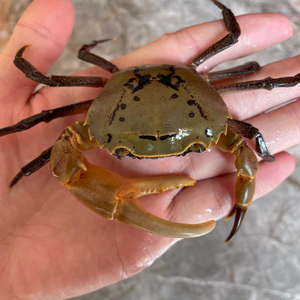 图纹束腰蟹 紫罗兰束腰蟹 紫蟹 小溪蟹 迷你螃蟹 原生溪蟹