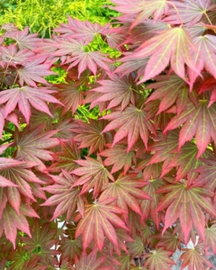 32【优雅枫树】团扇枫