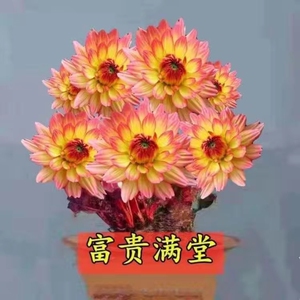 新品浓香型驱蚊香花花卉大全五福临门花盆栽绿植花卉室内阳台好养