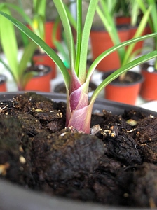 毛兰花园君子兰串南非种间原生沼泽奇异